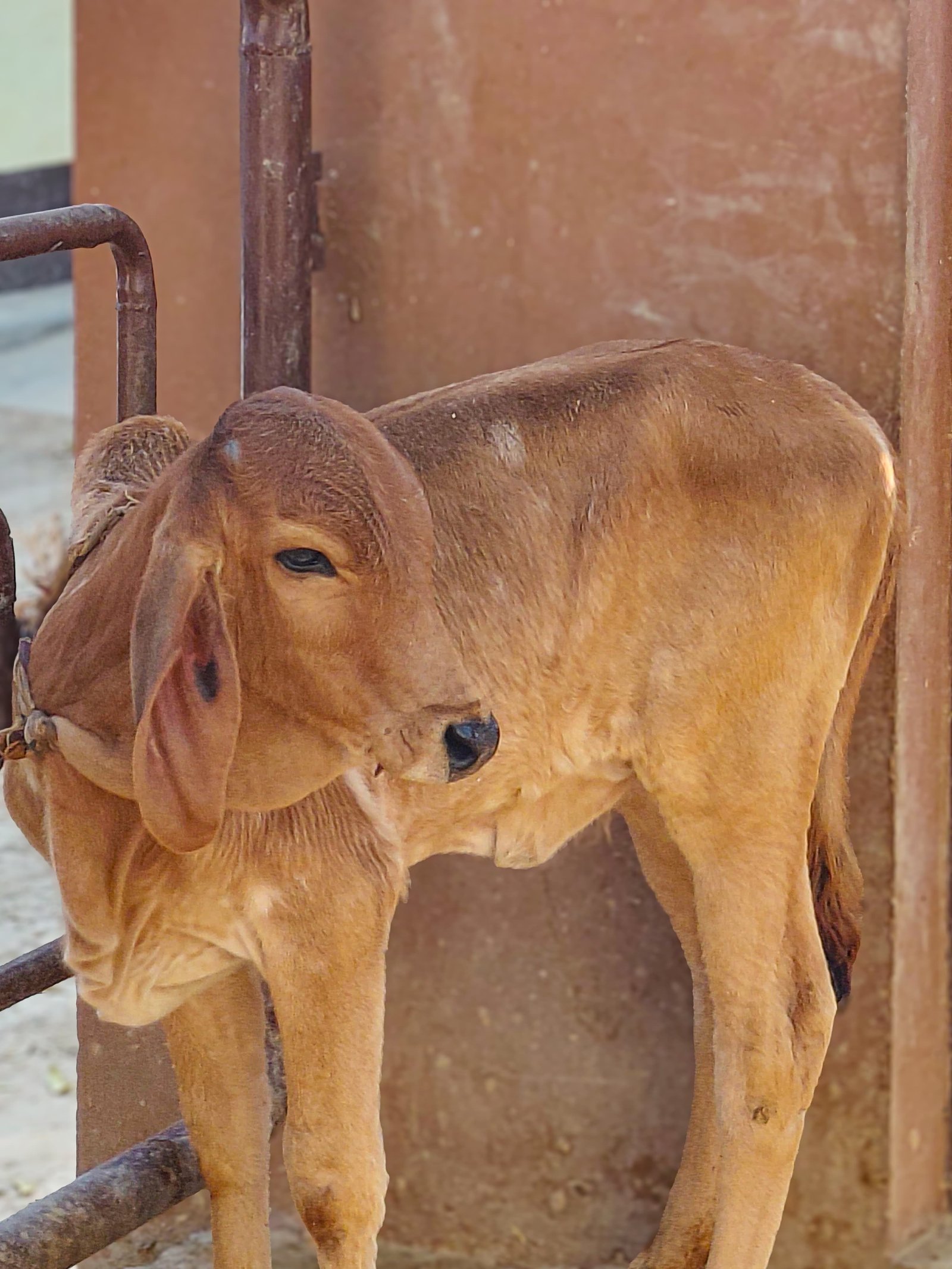 Successful cesarean operation